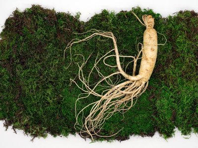 Doet rode ginseng echt iets voor je libido?